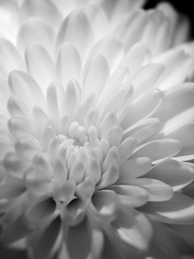 Chrysanthemum 1 - Black and White Photograph by Kenneth Dunlap - Fine ...