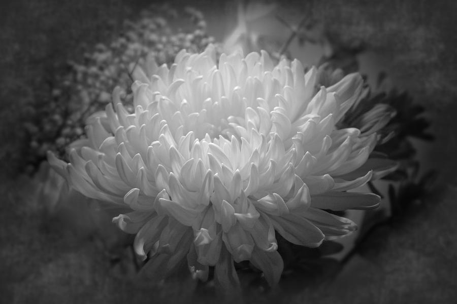 Chrysanthemum - 1    Photograph by Susan McMenamin