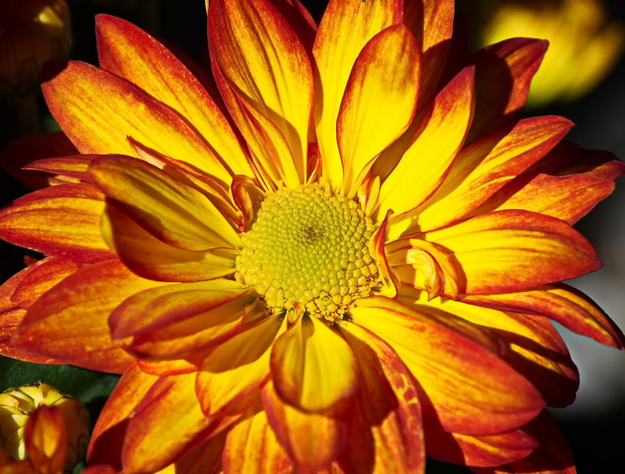 Chrysanthemum 2 Photograph by Christina Ochsner