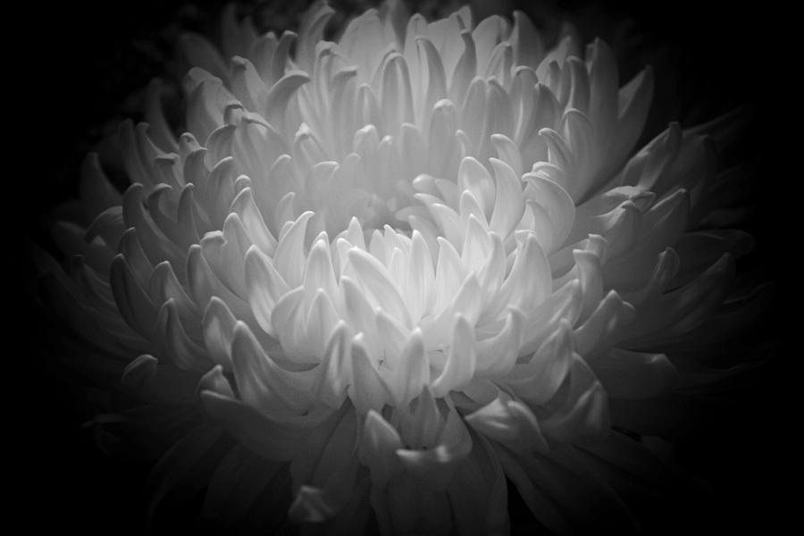 Chrysanthemum - 2 Photograph by Susan McMenamin