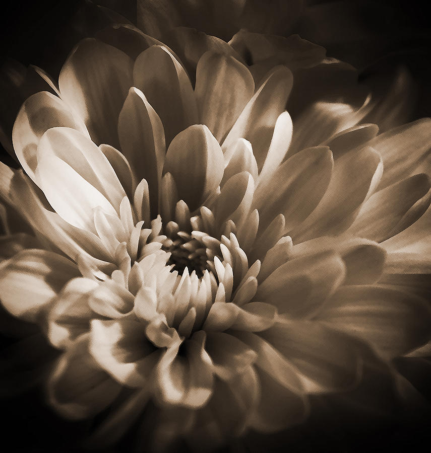 Chrysanthemum - 3  Photograph by Susan McMenamin