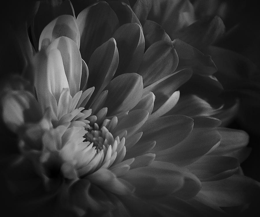 Chrysanthemum - 4 Photograph by Susan McMenamin