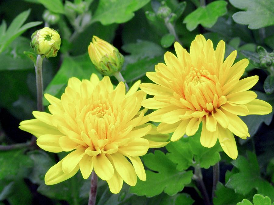Flower Photograph - Chrysanthemum Action Yellow (hardy) by Ian Gowland/science Photo Library