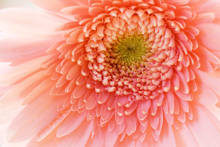 Nature Photograph - Chrysanthemum by Alexey Stiop