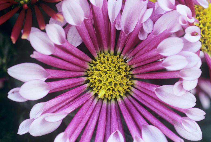 Nature Photograph - Chrysanthemum biarritz by Anthony Cooper/science Photo Library