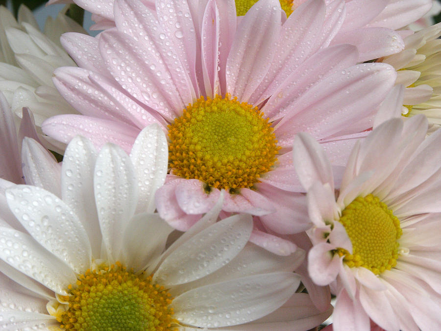 Chrysanthemum Photograph by Bonnie Sue Rauch