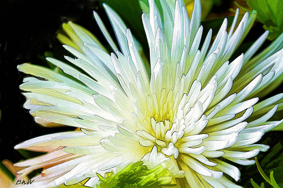 Chrysanthemum Photograph by Bonnie Willis
