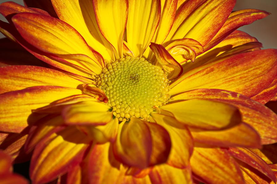 Chrysanthemum Photograph by Christina Ochsner