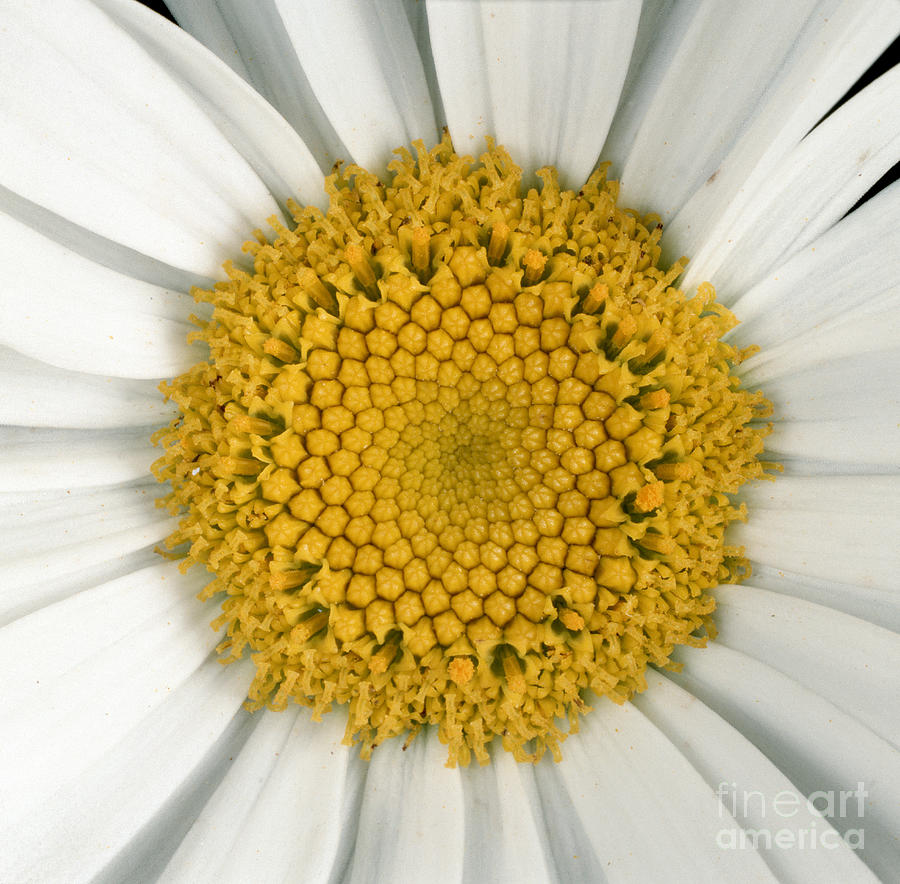 Chrysanthemum Closeup Photograph by Nigel Cattlin