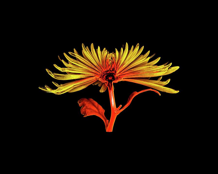 Nature Photograph - Chrysanthemum by Dan Sykes/natural History Museum, London
