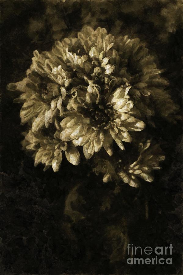 Chrysanthemum Photograph by Dariusz Gudowicz