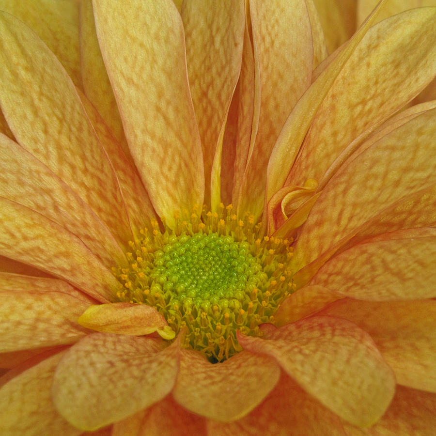 Chrysanthemum Photograph by David and Carol Kelly