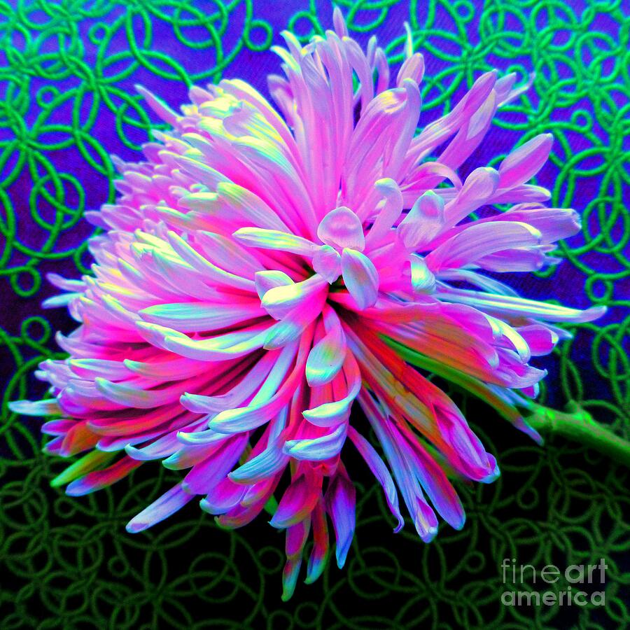 Chrysanthemum de Colores Photograph by Barbie Corbett-Newmin