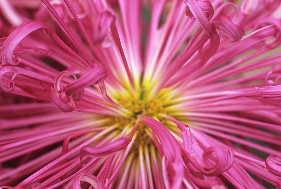 Chrysanthemum desert Magic Photograph by Anthony Cooper/science Photo Library