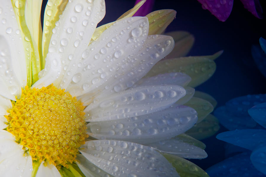 Chrysanthemum dreams Photograph by Vanessa Thomas
