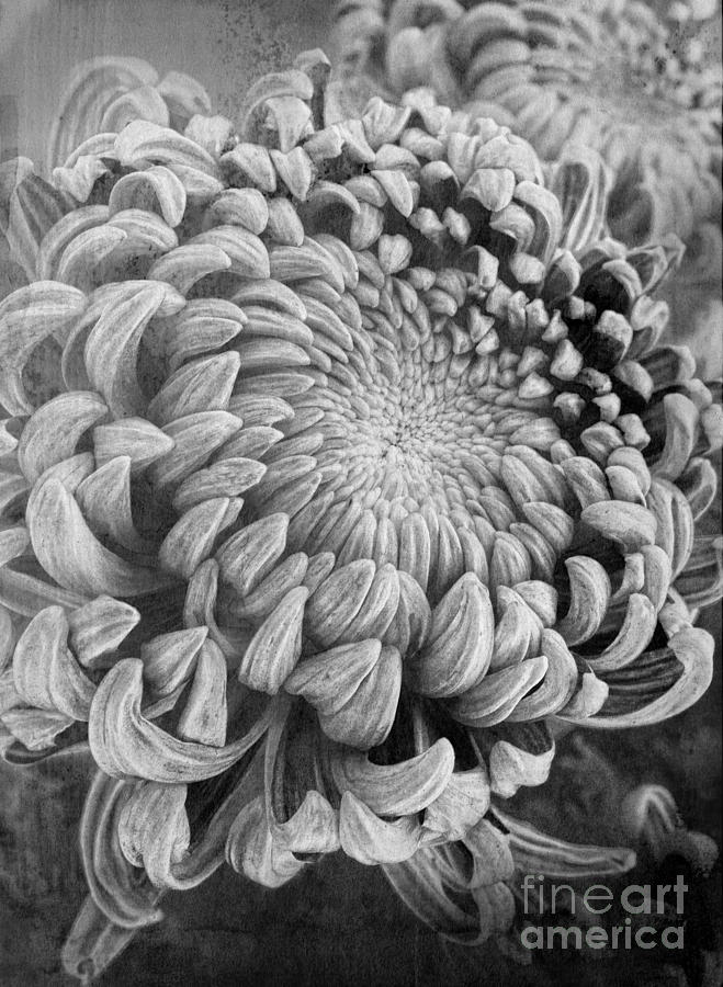 Chrysanthemum Photograph by Elena Nosyreva