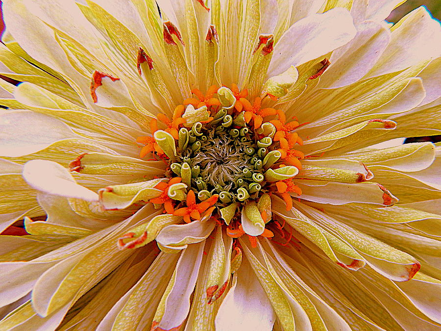 Chrysanthemum Fall In New Orleans Louisiana #2 Photograph by Michael Hoard