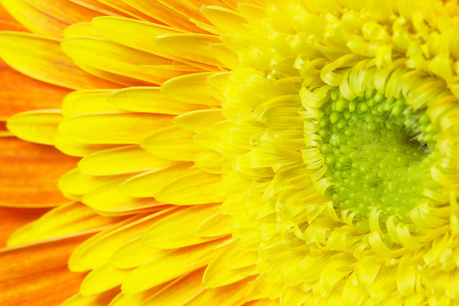 Nature Photograph - Chrysanthemum flower closeup by Jaroslav Frank