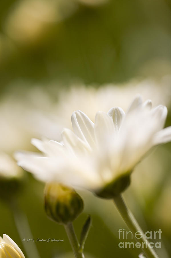 Chrysanthemum Flowers Photograph by Richard J Thompson 