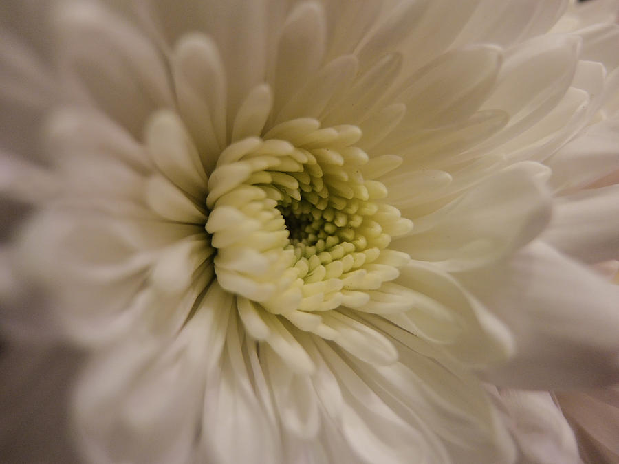 Flower Photograph - Chrysanthemum  by Gary Walker