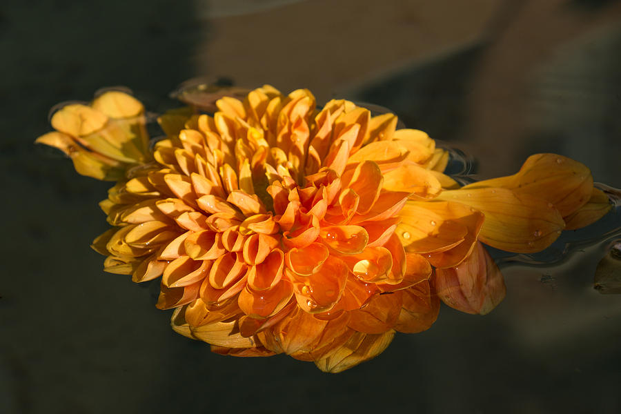 Summer Photograph - Chrysanthemum Gently Floating in the Fountain of Campo de Fiori - Rome - Italy by Georgia Mizuleva
