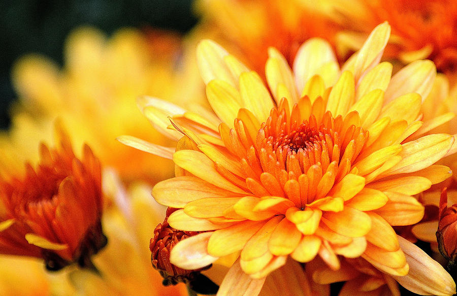 Chrysanthemum I Photograph by Joan Han