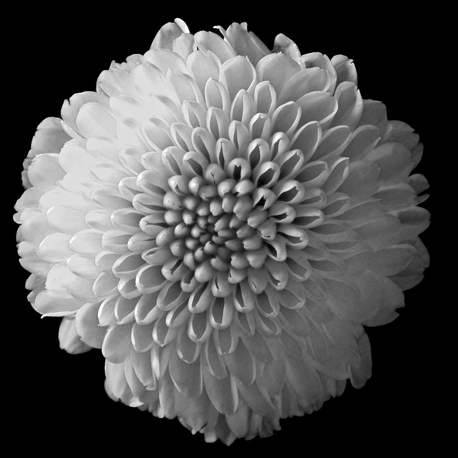 Chrysanthemum I Still Life Flowers Art Poster Photograph by Lily Malor