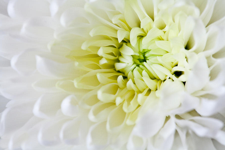 Chrysanthemum Photograph by Ian Merton