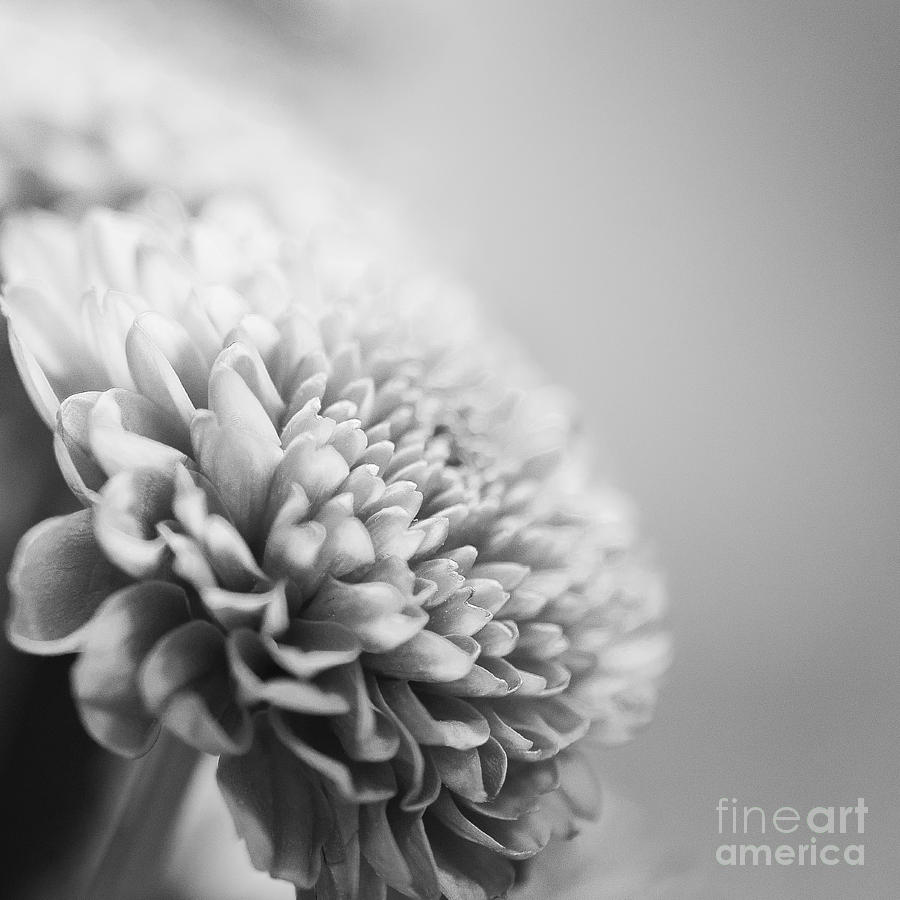 Chrysanthemum in Black and white Photograph by Ivy Ho