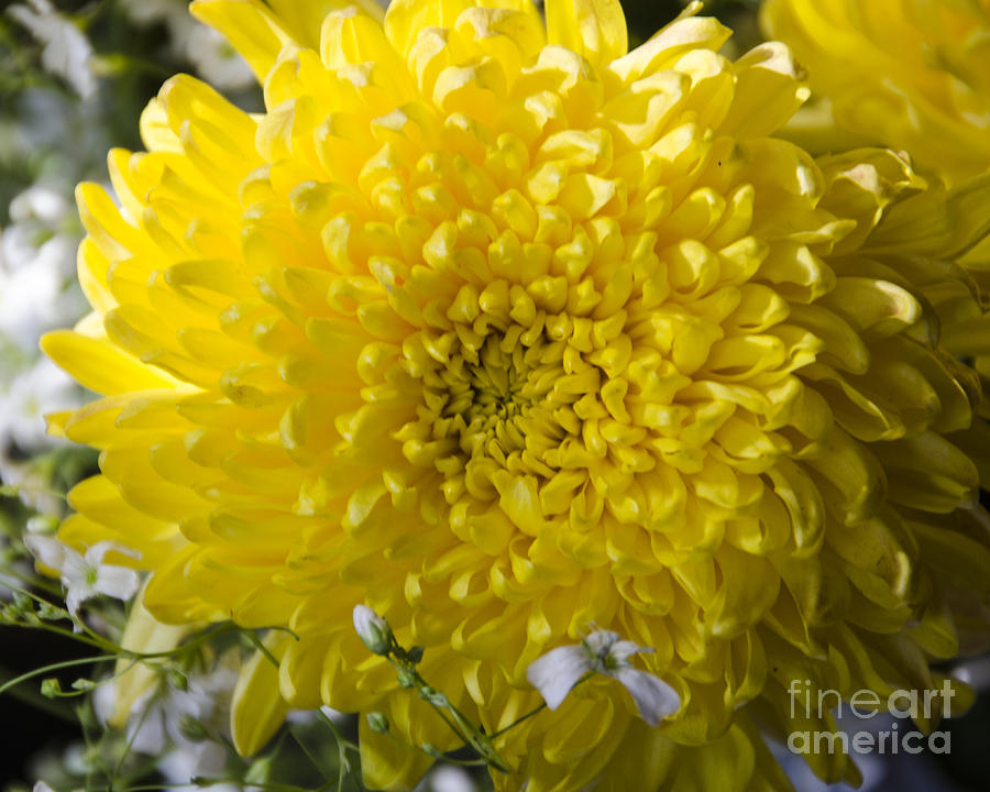 Chrysanthemum in Bloom Digital Art by Pravine Chester