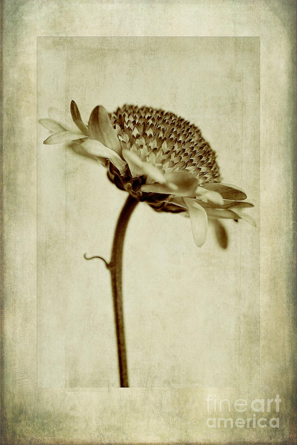 Abstract Photograph - Chrysanthemum in Sepia by John Edwards