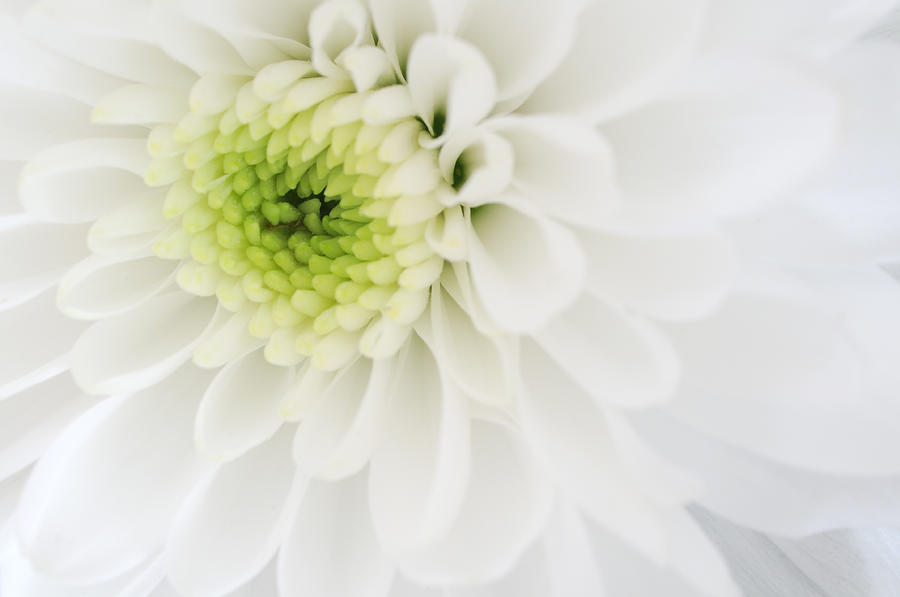 Chrysanthemum Photograph by Jeremy Voisey