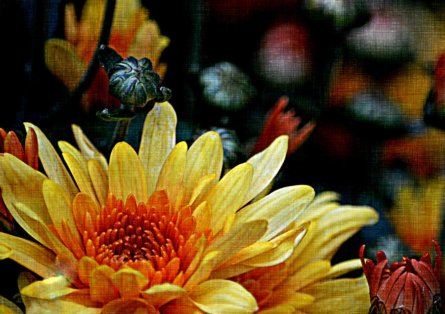 Chrysanthemum Photograph by Joan Han
