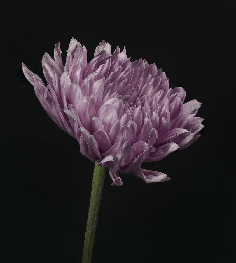 Flowers Still Life Photograph - Chrysanthemum by John Koscinski