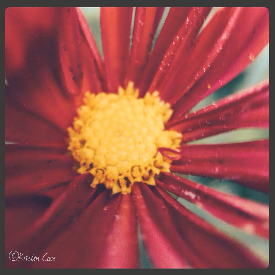 Nature Photograph - Chrysanthemum  by Kristen Case