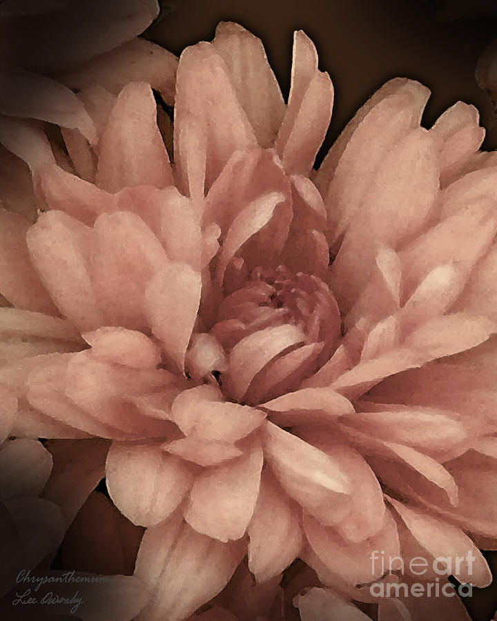 Chrysanthemum Photograph by Lee Owenby