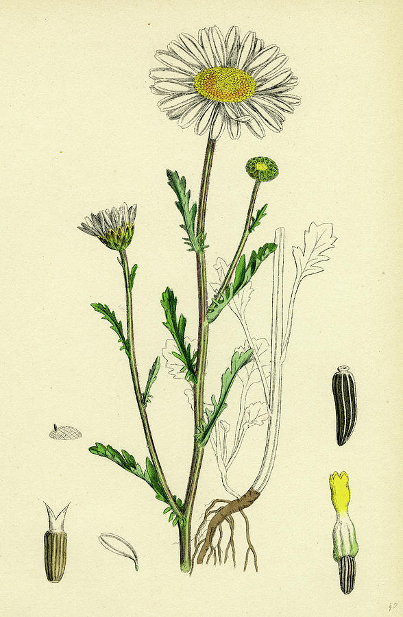 Nature Drawing - Chrysanthemum Leucanthemum Great White Ox-eye by English School