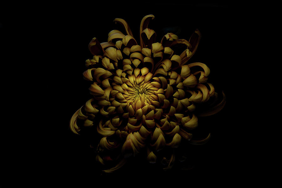 Chrysanthemum Photograph by Lotte Gr??nkj??r