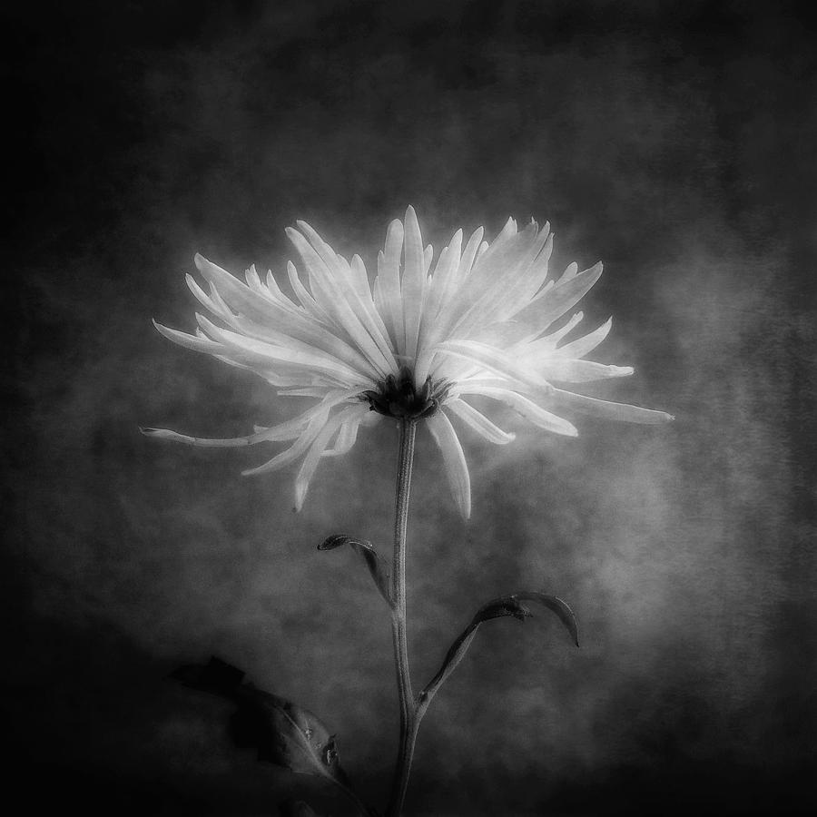 Chrysanthemum in Black and White Photograph by Louise Kumpf