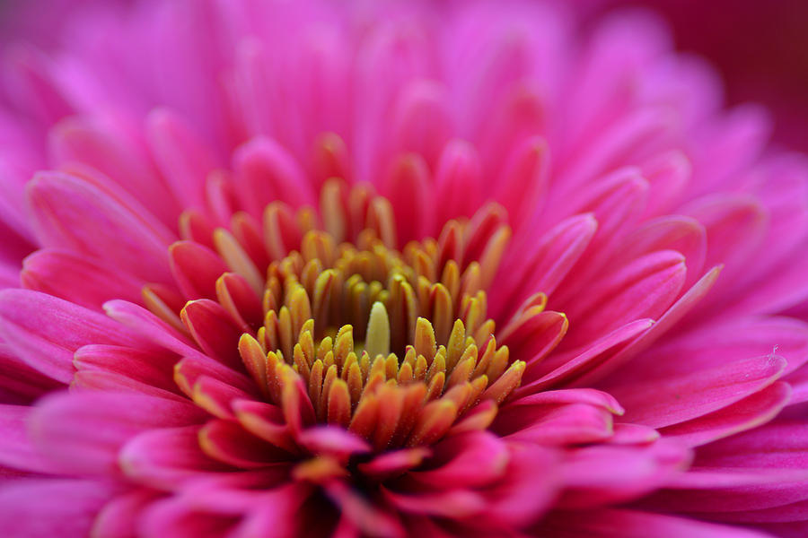 Chrysanthemum Photograph by Mike Martin