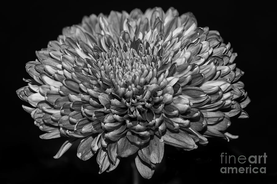 Chrysanthemum Mono Photograph by Matt Malloy