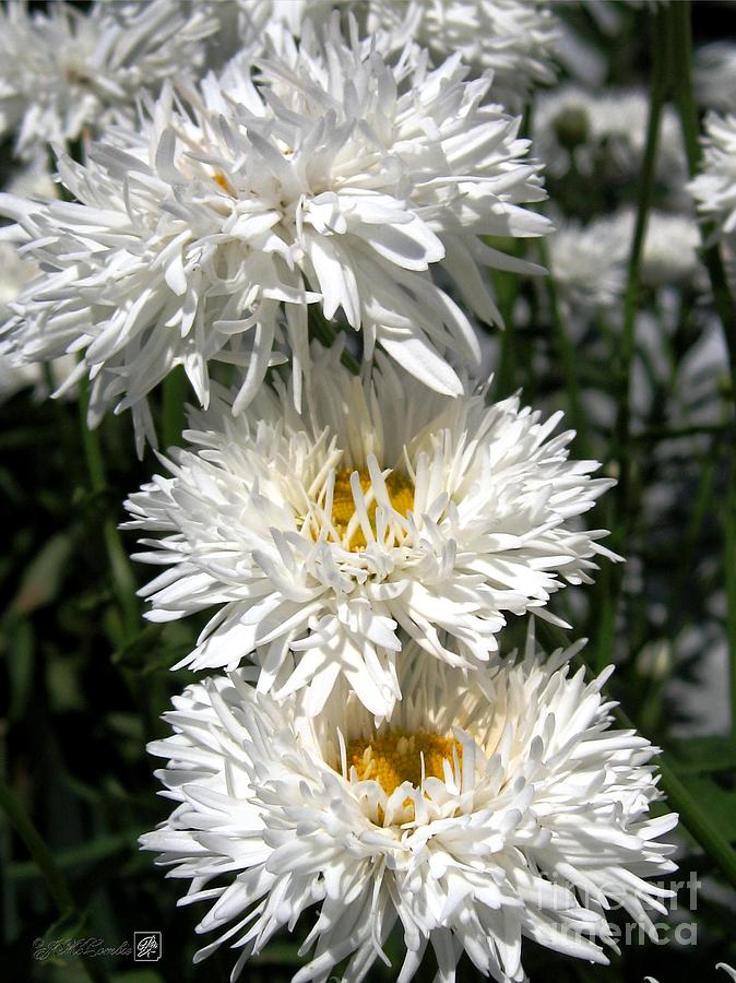 Chrysanthemum named Crazy Daisy Photograph by J McCombie