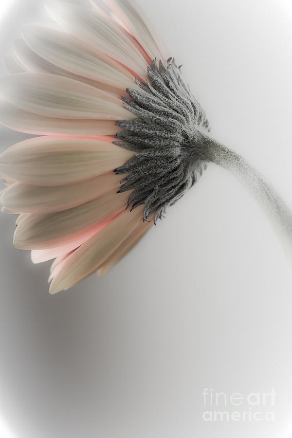 Daisy Photograph - Chrysanthemum Petals 1 by Jo Ann Tomaselli
