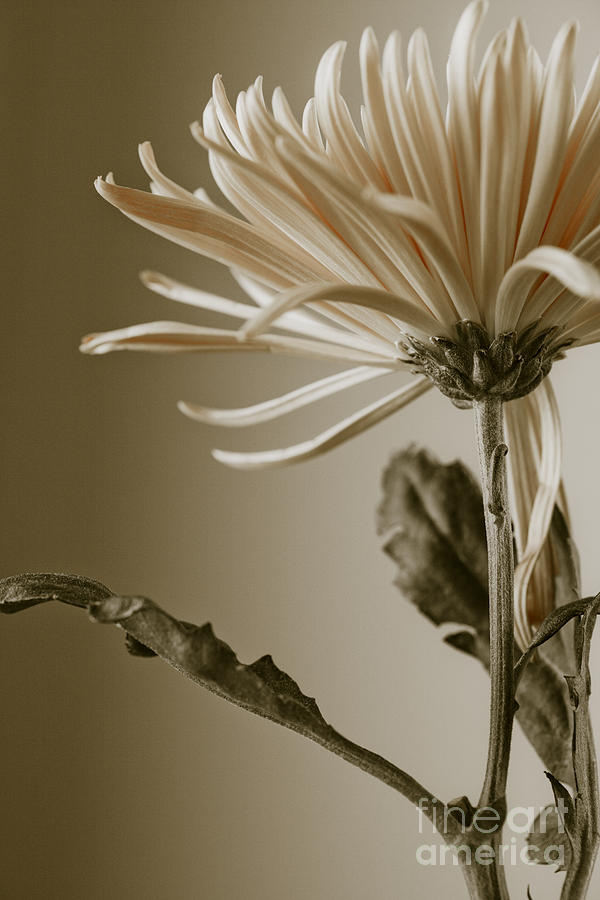 Chrysanthemum Petals 2  Photograph by Jo Ann Tomaselli