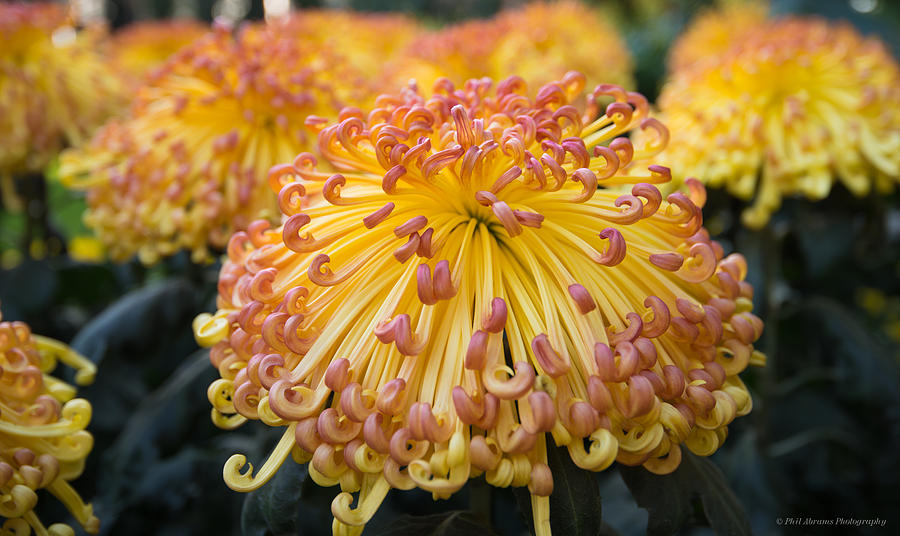 Chrysanthemum Photograph by Phil Abrams