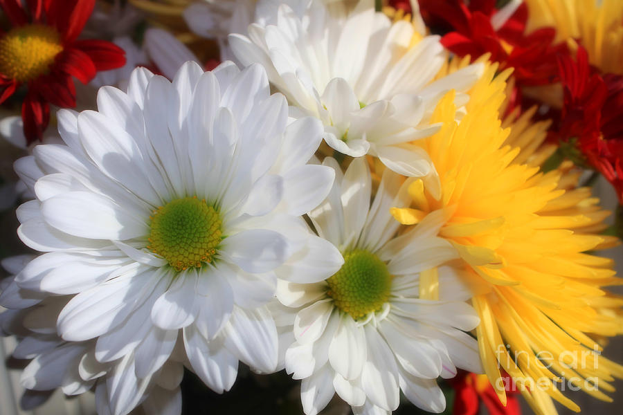 Daisy Photograph - Chrysanthemum Punch by Cathy Beharriell