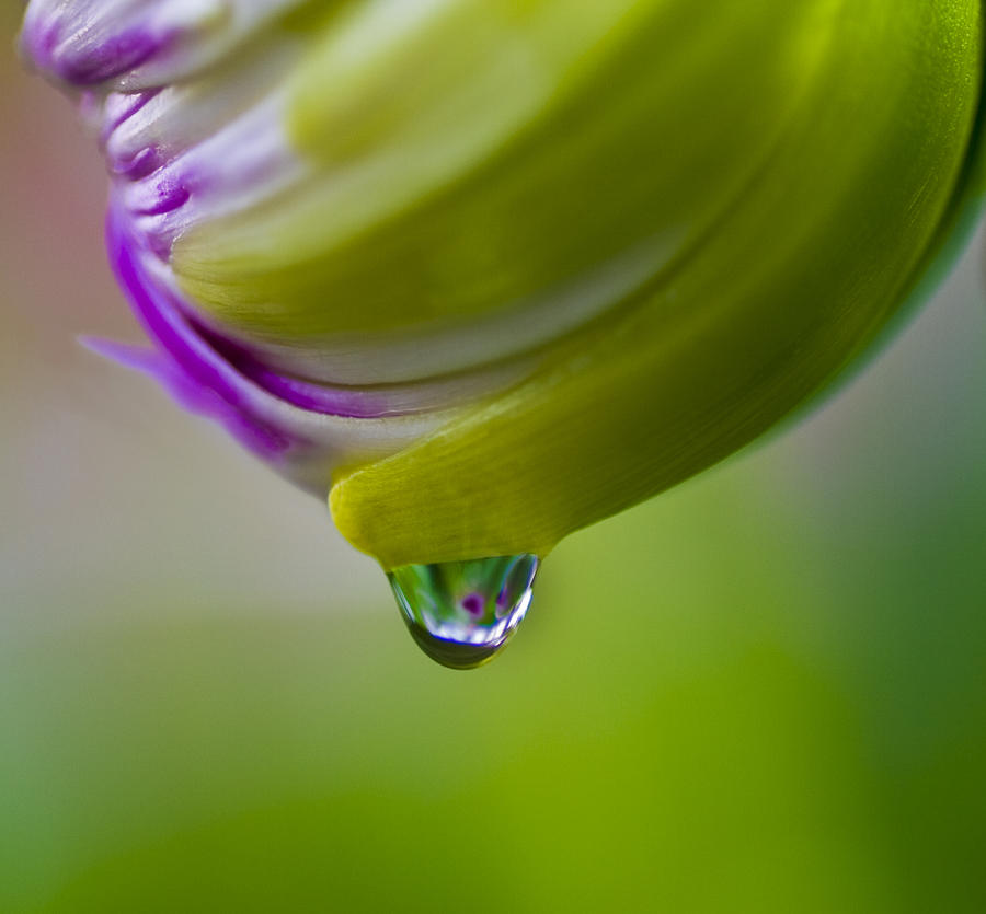  Raindrop Bud Photograph by Diane Fifield