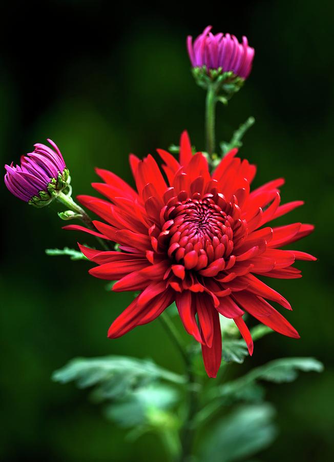 Chrysanthemum red Mist Photograph by Ian Gowland