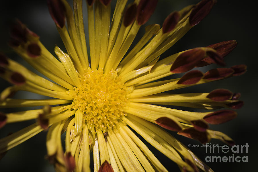 Chrysanthemum Photograph by Richard J Thompson 