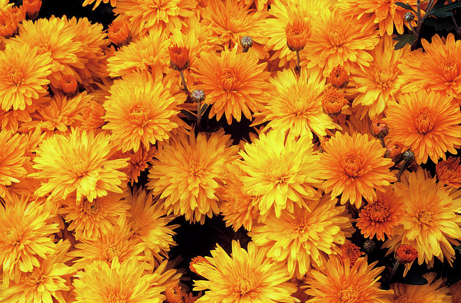 Chrysanthemum ruby Raynor Photograph by Anthony Cooper/science Photo Library